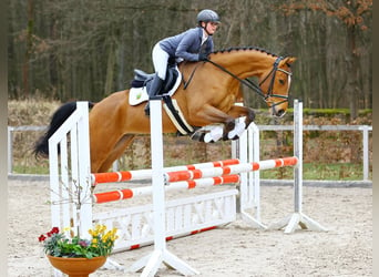 Duits sportpaard, Ruin, 4 Jaar, 168 cm, Brauner