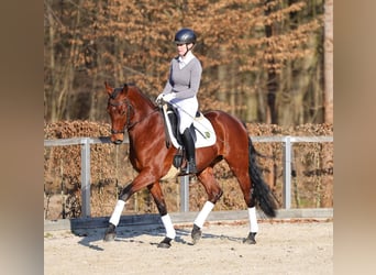 Duits sportpaard, Ruin, 4 Jaar, 168 cm, Bruin
