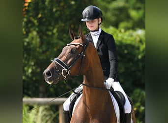 Duits sportpaard, Ruin, 4 Jaar, 168 cm, Bruin