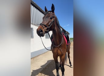 Duits sportpaard, Ruin, 4 Jaar, 168 cm, Donkerbruin