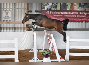 Duits sportpaard, Ruin, 4 Jaar, 168 cm, Donkerbruin
