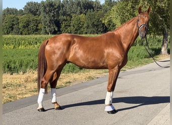 Duits sportpaard, Ruin, 4 Jaar, 168 cm, Vos