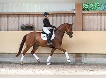 Duits sportpaard, Ruin, 4 Jaar, 168 cm, Vos
