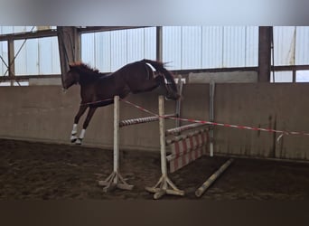 Duits sportpaard, Ruin, 4 Jaar, 168 cm, Vos