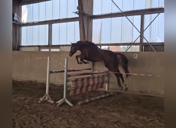 Duits sportpaard, Ruin, 4 Jaar, 168 cm, Vos