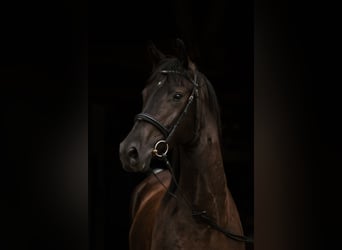 Duits sportpaard, Ruin, 4 Jaar, 168 cm, Zwart