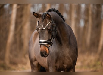 Duits sportpaard, Ruin, 4 Jaar, 169 cm, Bruin