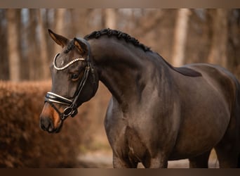 Duits sportpaard, Ruin, 4 Jaar, 169 cm, Bruin