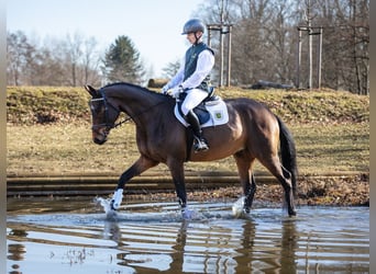 Duits sportpaard, Ruin, 4 Jaar, 169 cm, Bruin