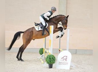Duits sportpaard, Ruin, 4 Jaar, 169 cm, Bruin