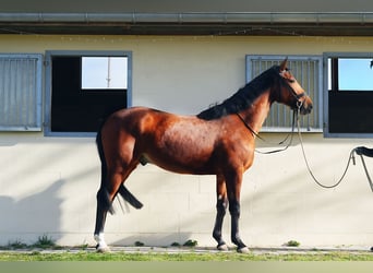 Duits sportpaard, Ruin, 4 Jaar, 169 cm, Lichtbruin