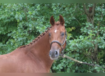 Duits sportpaard, Ruin, 4 Jaar, 169 cm, Vos
