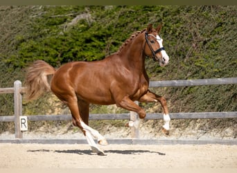 Duits sportpaard, Ruin, 4 Jaar, 169 cm, Vos