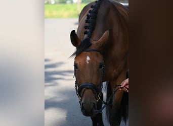 Duits sportpaard, Ruin, 4 Jaar, 170 cm, Bruin