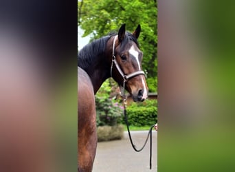 Duits sportpaard, Ruin, 4 Jaar, 170 cm, Bruin