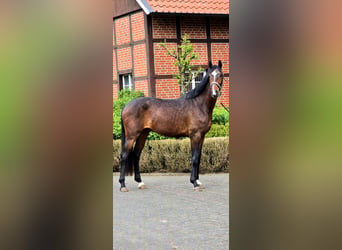 Duits sportpaard, Ruin, 4 Jaar, 170 cm, Bruin