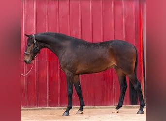 Duits sportpaard, Ruin, 4 Jaar, 170 cm, Bruin