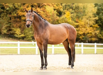 Duits sportpaard, Ruin, 4 Jaar, 170 cm, Bruin