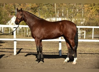 Duits sportpaard, Ruin, 4 Jaar, 170 cm, Bruin