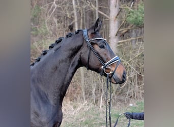 Duits sportpaard, Ruin, 4 Jaar, 170 cm, Donkerbruin