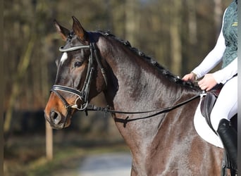 Duits sportpaard, Ruin, 4 Jaar, 170 cm, Donkerbruin