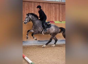 Duits sportpaard, Ruin, 4 Jaar, 170 cm, Schimmel