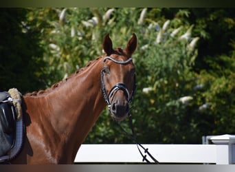 Duits sportpaard, Ruin, 4 Jaar, 170 cm, Vos