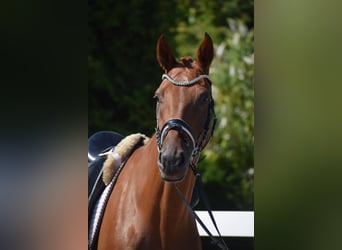 Duits sportpaard, Ruin, 4 Jaar, 170 cm, Vos