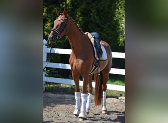 Duits sportpaard, Ruin, 4 Jaar, 170 cm, Vos