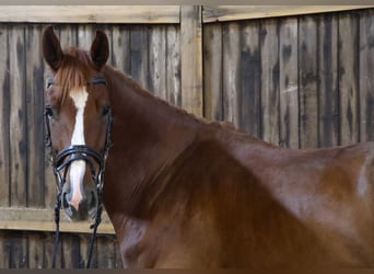 Duits sportpaard, Ruin, 4 Jaar, 170 cm, Vos