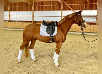 Duits sportpaard, Ruin, 4 Jaar, 170 cm, Vos