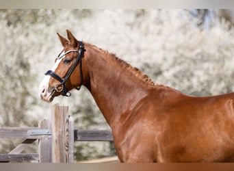 Duits sportpaard, Ruin, 4 Jaar, 170 cm, Vos