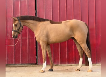 Duits sportpaard, Ruin, 4 Jaar, 170 cm, Vos