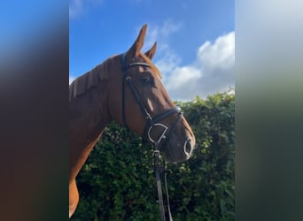 Duits sportpaard, Ruin, 4 Jaar, 170 cm, Vos