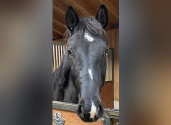 Duits sportpaard, Ruin, 4 Jaar, 170 cm, Zwart