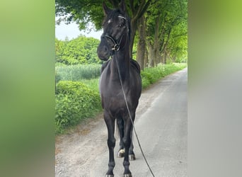 Duits sportpaard, Ruin, 4 Jaar, 170 cm, Zwart