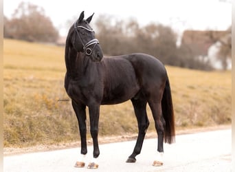 Duits sportpaard, Ruin, 4 Jaar, 170 cm, Zwart