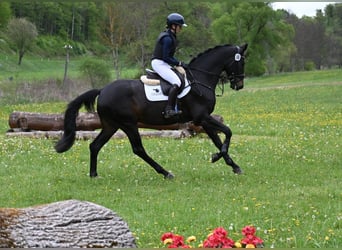 Duits sportpaard, Ruin, 4 Jaar, 170 cm, Zwartbruin