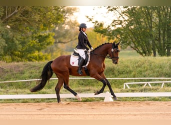 Duits sportpaard, Ruin, 4 Jaar, 171 cm