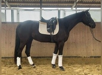 Duits sportpaard, Ruin, 4 Jaar, 171 cm, Zwart