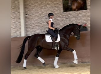 Duits sportpaard, Ruin, 4 Jaar, 171 cm, Zwart