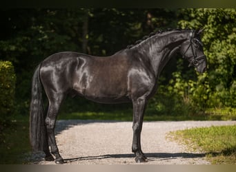 Duits sportpaard, Ruin, 4 Jaar, 171 cm, Zwart