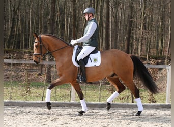Duits sportpaard, Ruin, 4 Jaar, 172 cm, Brauner