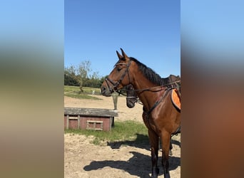 Duits sportpaard, Ruin, 4 Jaar, 172 cm, Bruin