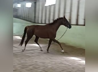 Duits sportpaard, Ruin, 4 Jaar, 172 cm, Donkere-vos