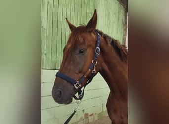 Duits sportpaard, Ruin, 4 Jaar, 172 cm, Donkere-vos