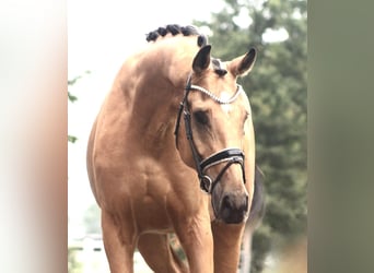 Duits sportpaard, Ruin, 4 Jaar, 172 cm, Falbe