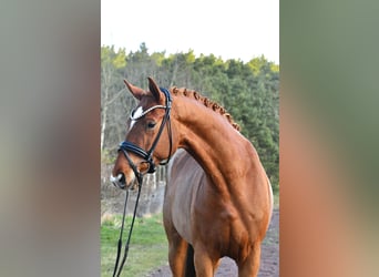 Duits sportpaard, Ruin, 4 Jaar, 172 cm, Vos