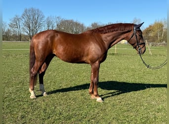Duits sportpaard, Ruin, 4 Jaar, 172 cm, Vos