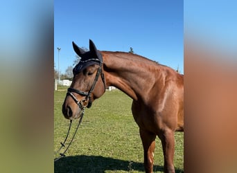 Duits sportpaard, Ruin, 4 Jaar, 172 cm, Vos